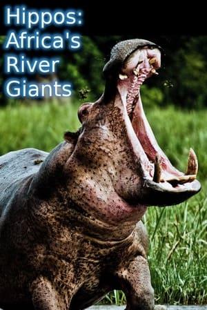 Ippopotami - I giganti del fiume africano