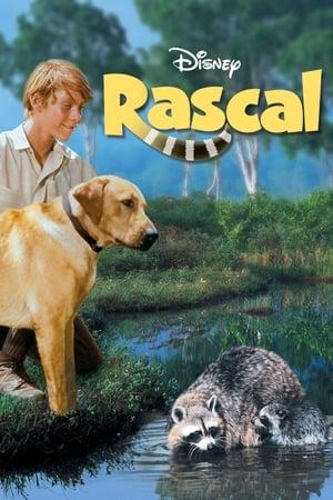 Rascal, l'orsetto lavatore